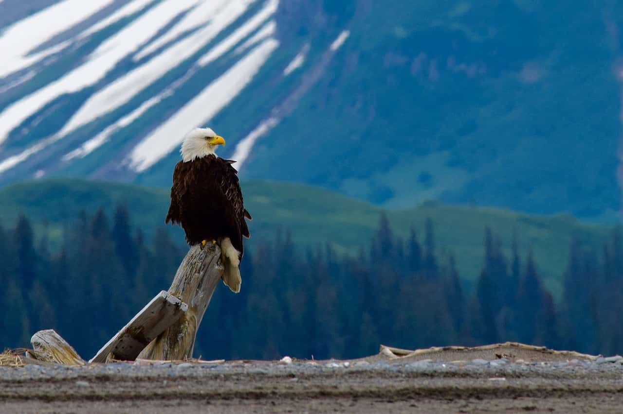 5 PACIFIC NORTHWEST ANIMALS YOU MAY SEE ON OUR SIGHTSEEING TOURS